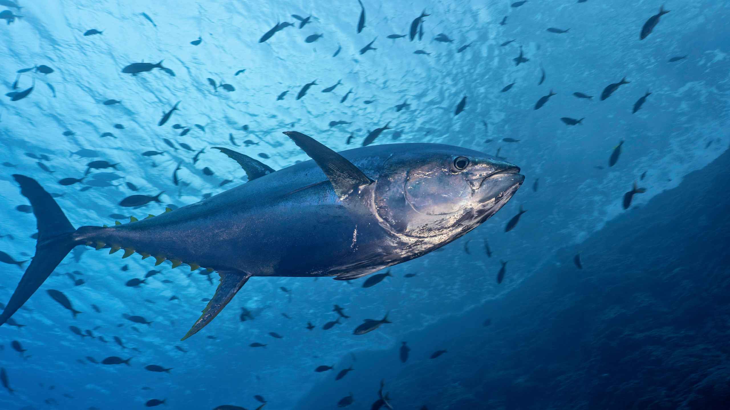 Ikan Tuna