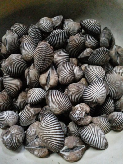 Kerang Dara