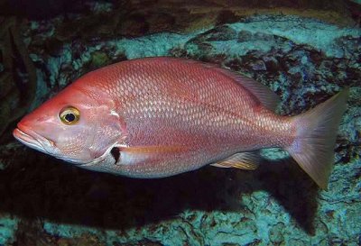 Ikan Demersal Fresh