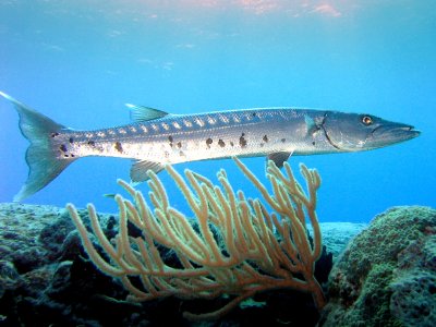 Ikan Pelagis Fresh