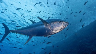 Ikan Tuna